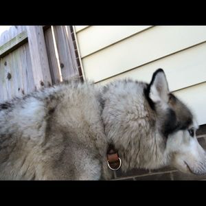 Meet your Posher, Sammy